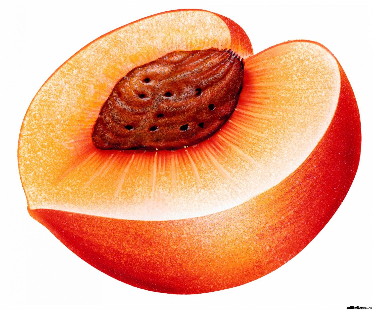 Персик в разрезе