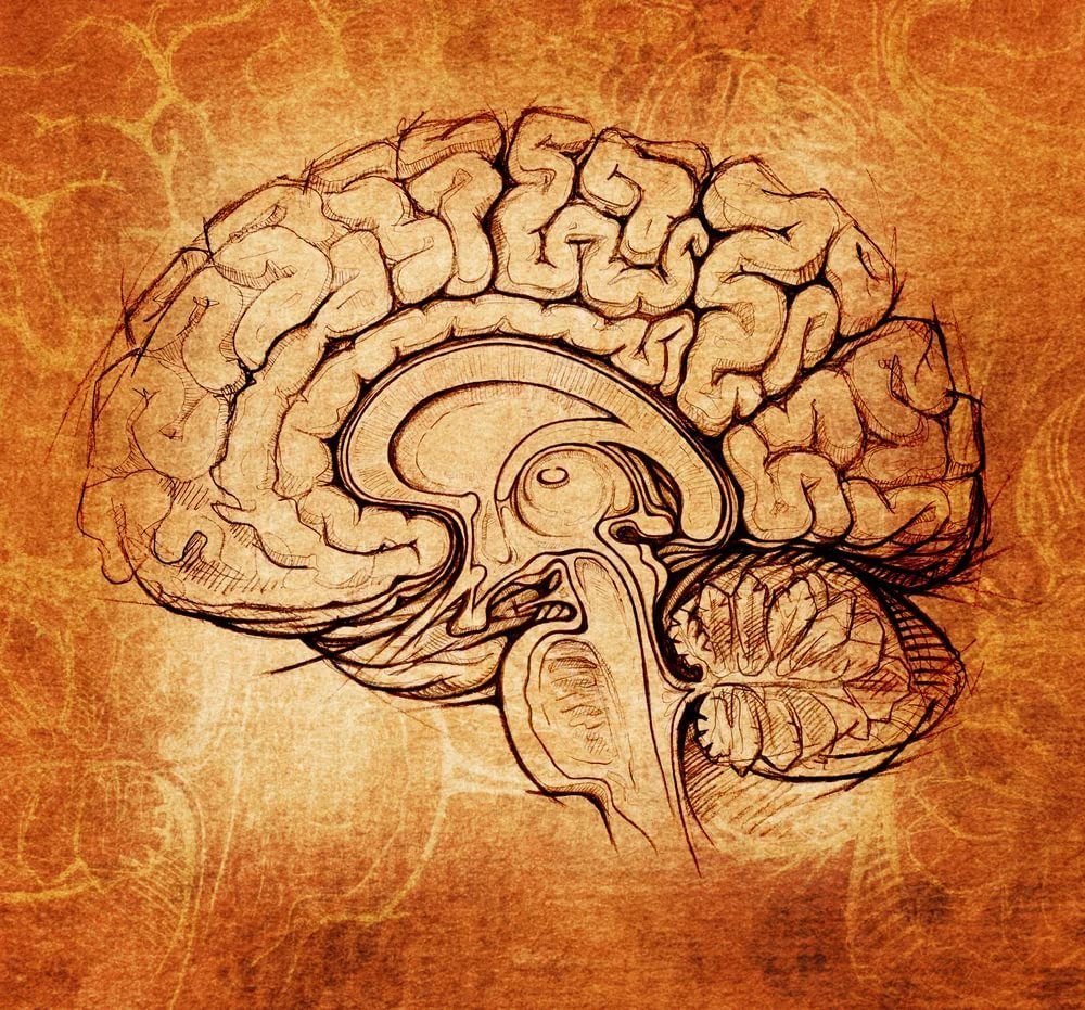 Человеческий мозг Леонардо Давинчи