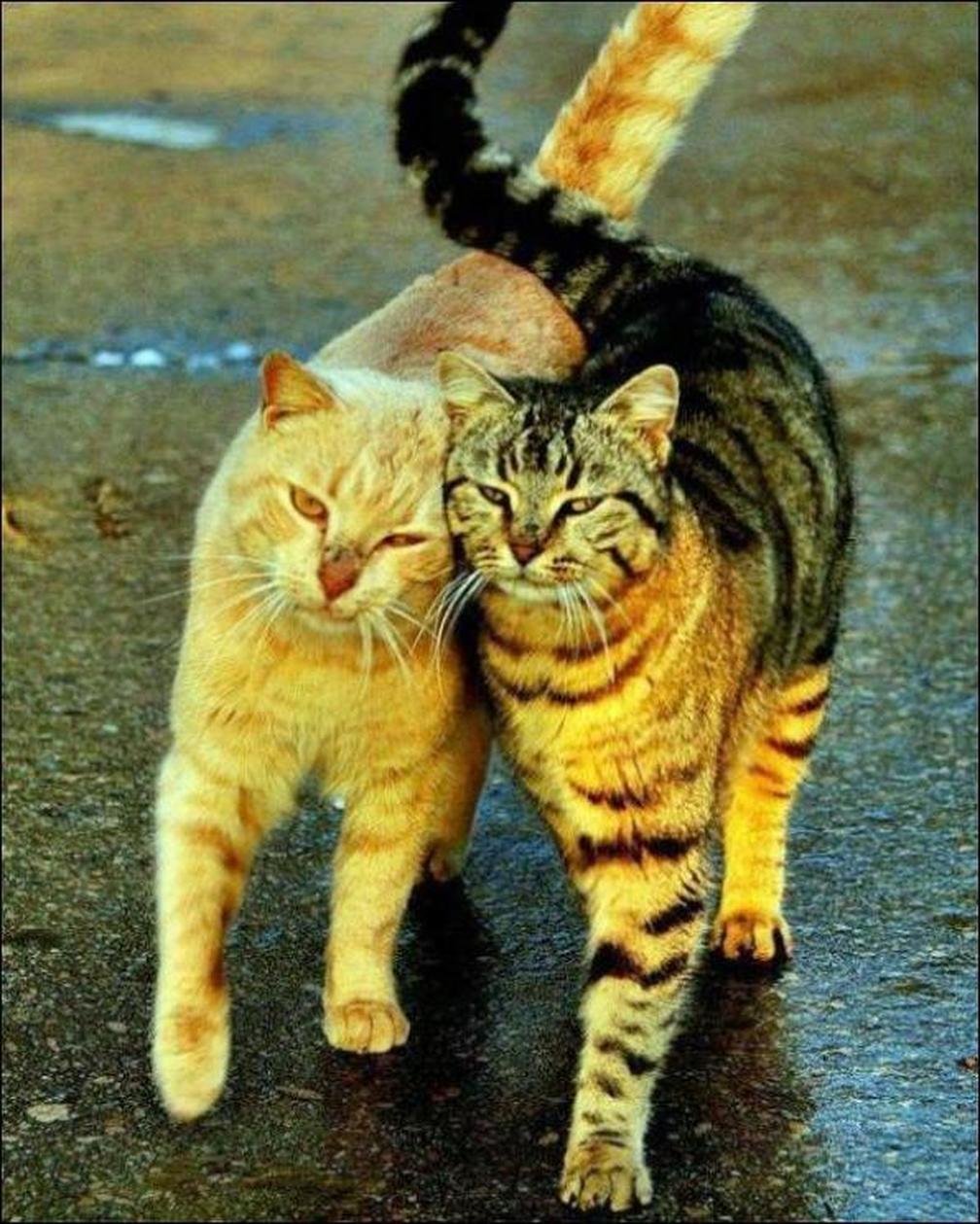 фото пар котов