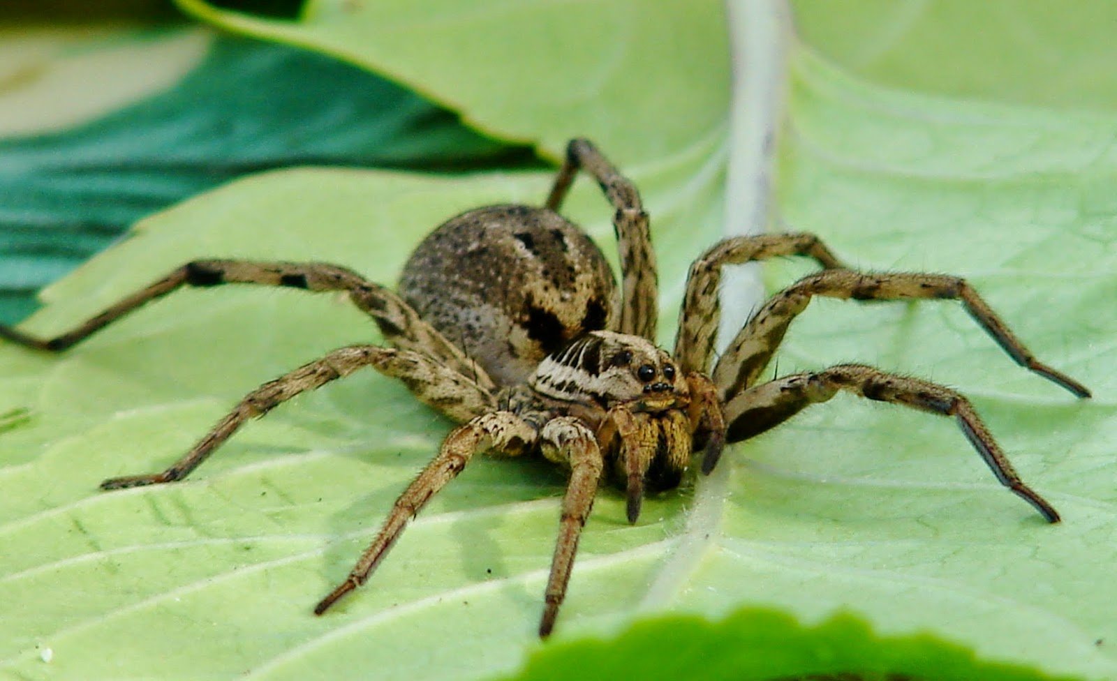 Ядовитые пауки средней полосы россии фото и названия