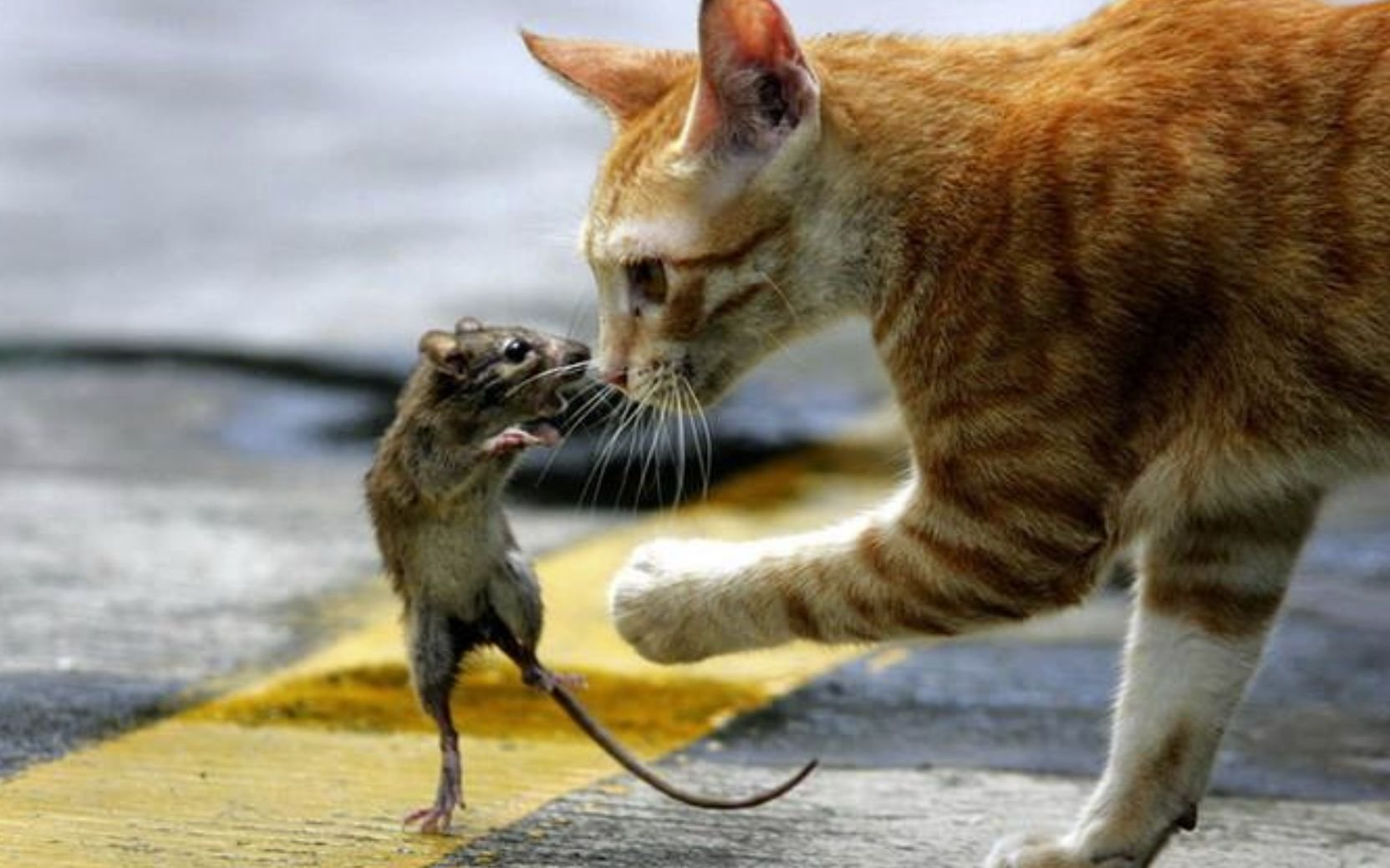 кот и мышь картинки