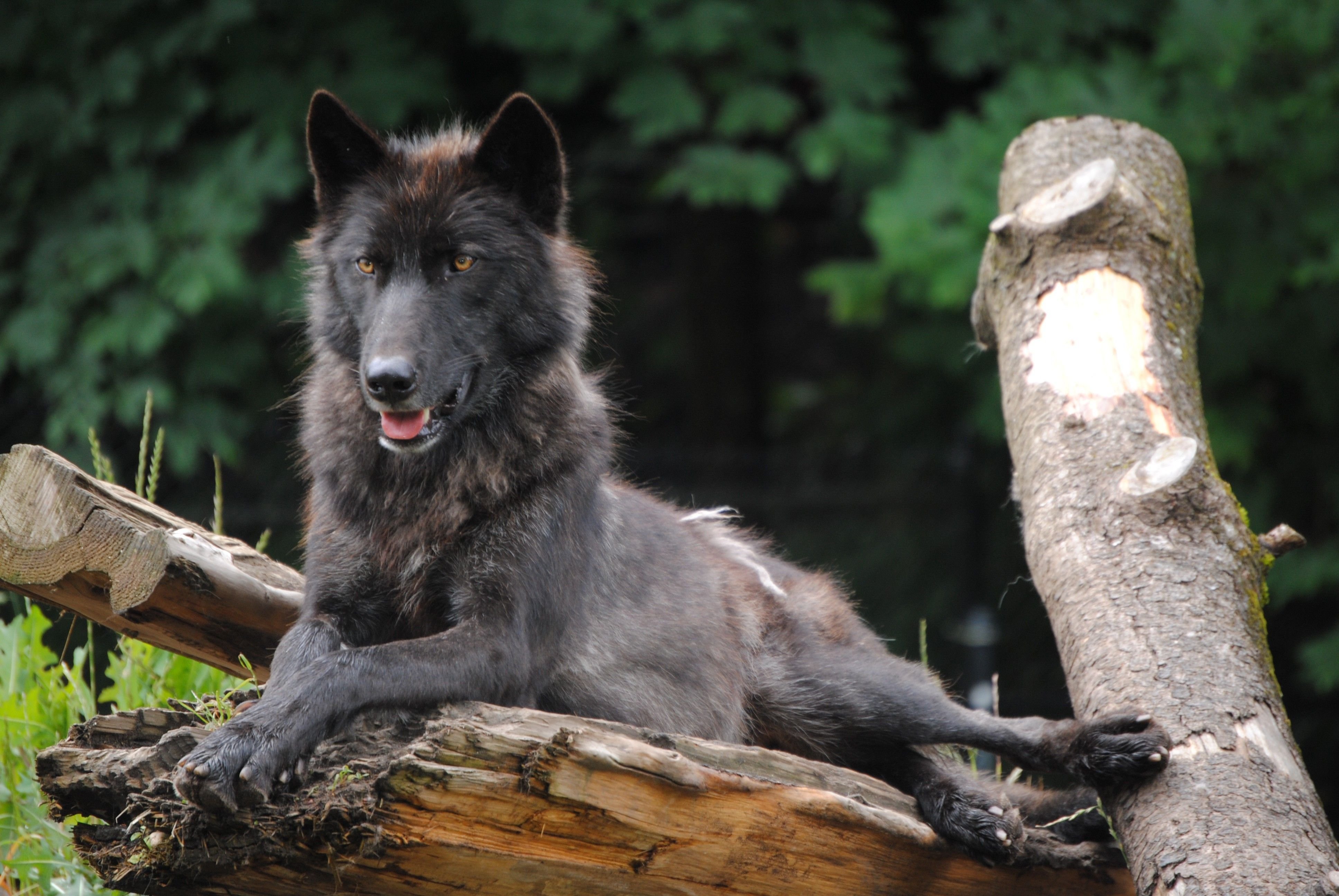 Black wolf. Блэк Вульф. Черный волк. Черная волчица. Черные волки животные.