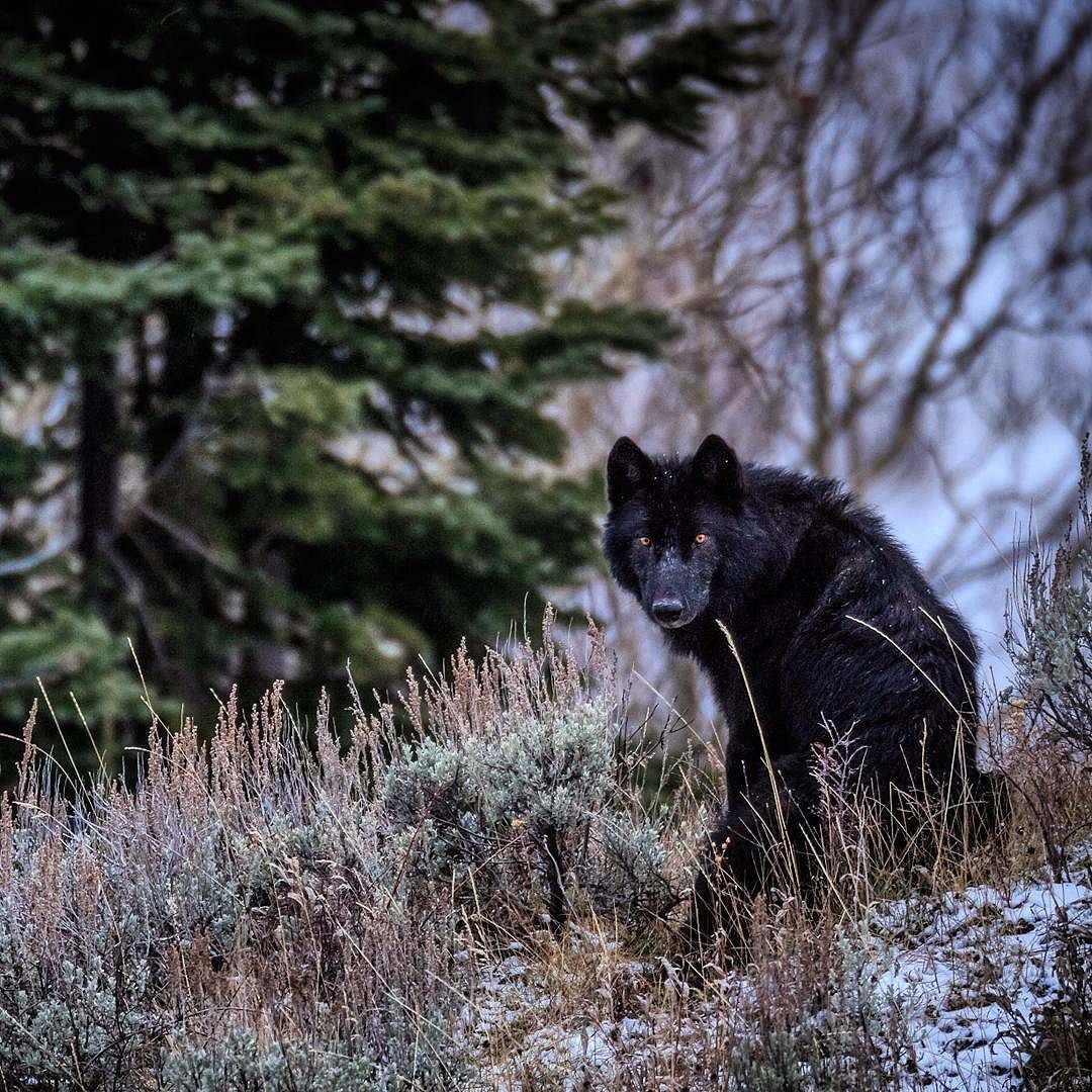 Черный волк Yellowstone