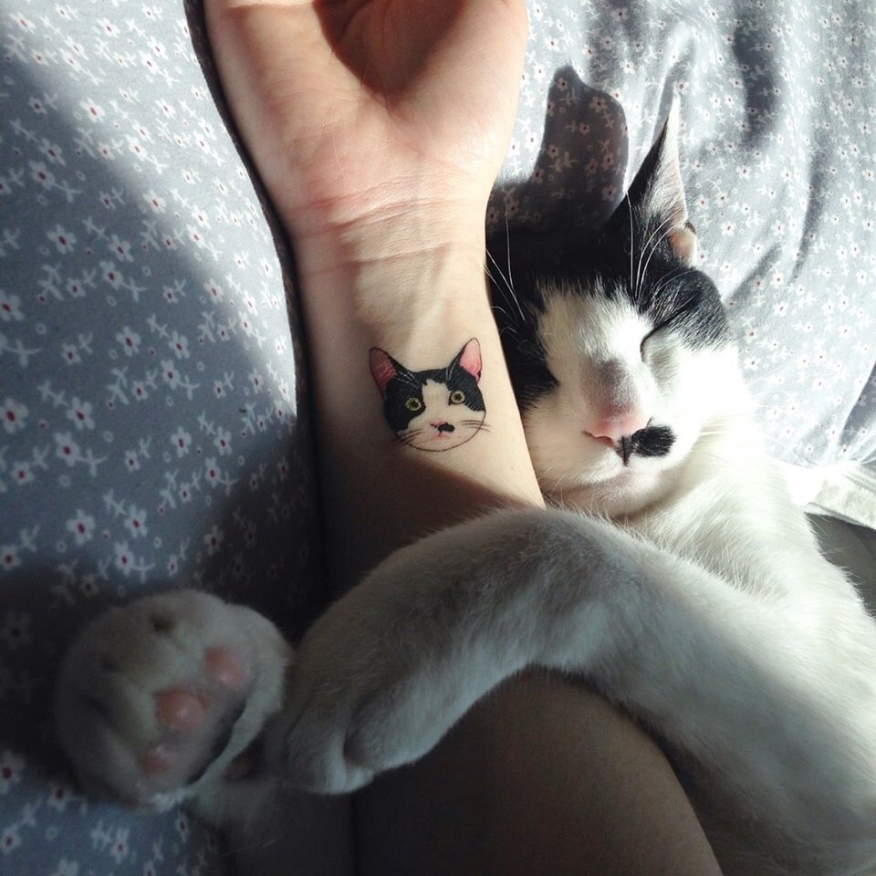 Котик на руках