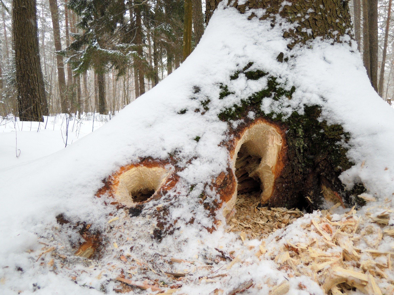 Winter burrow