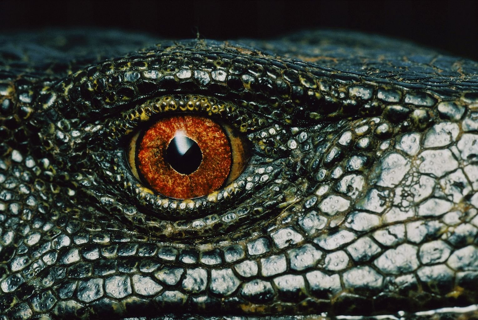 Мир глазами змеи. Крокодиловый Варан глаза. Глаза животных. Глаз рептилии. Глаз ящерицы.