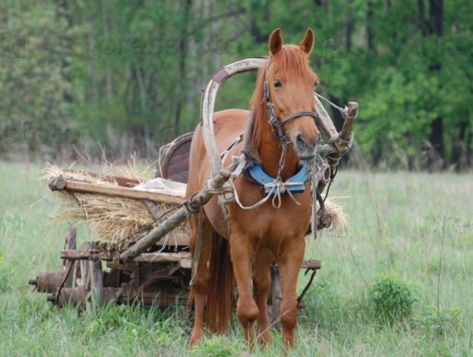 лошадь запряженная в телегу фото