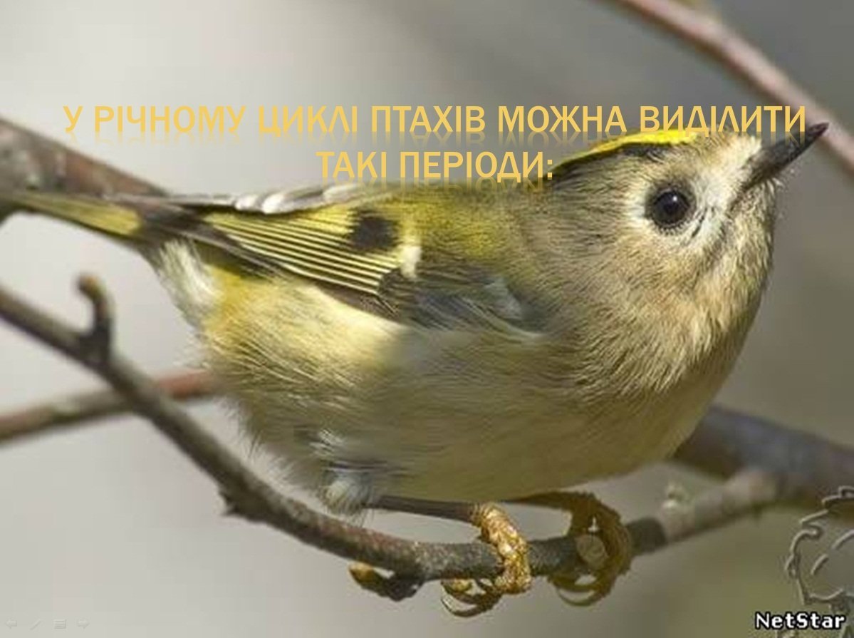 мелкие птицы россии фото с названиями
