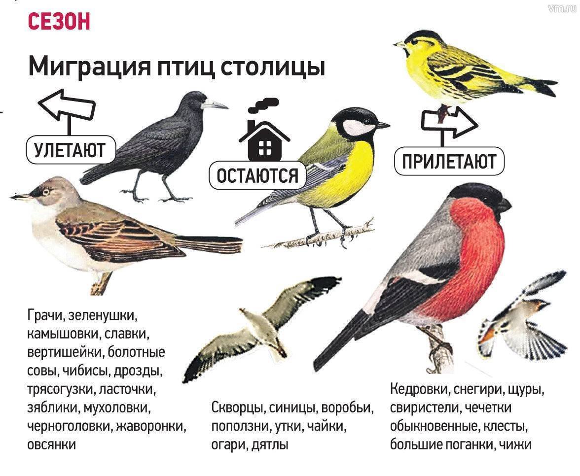 фото птиц москвы с названиями
