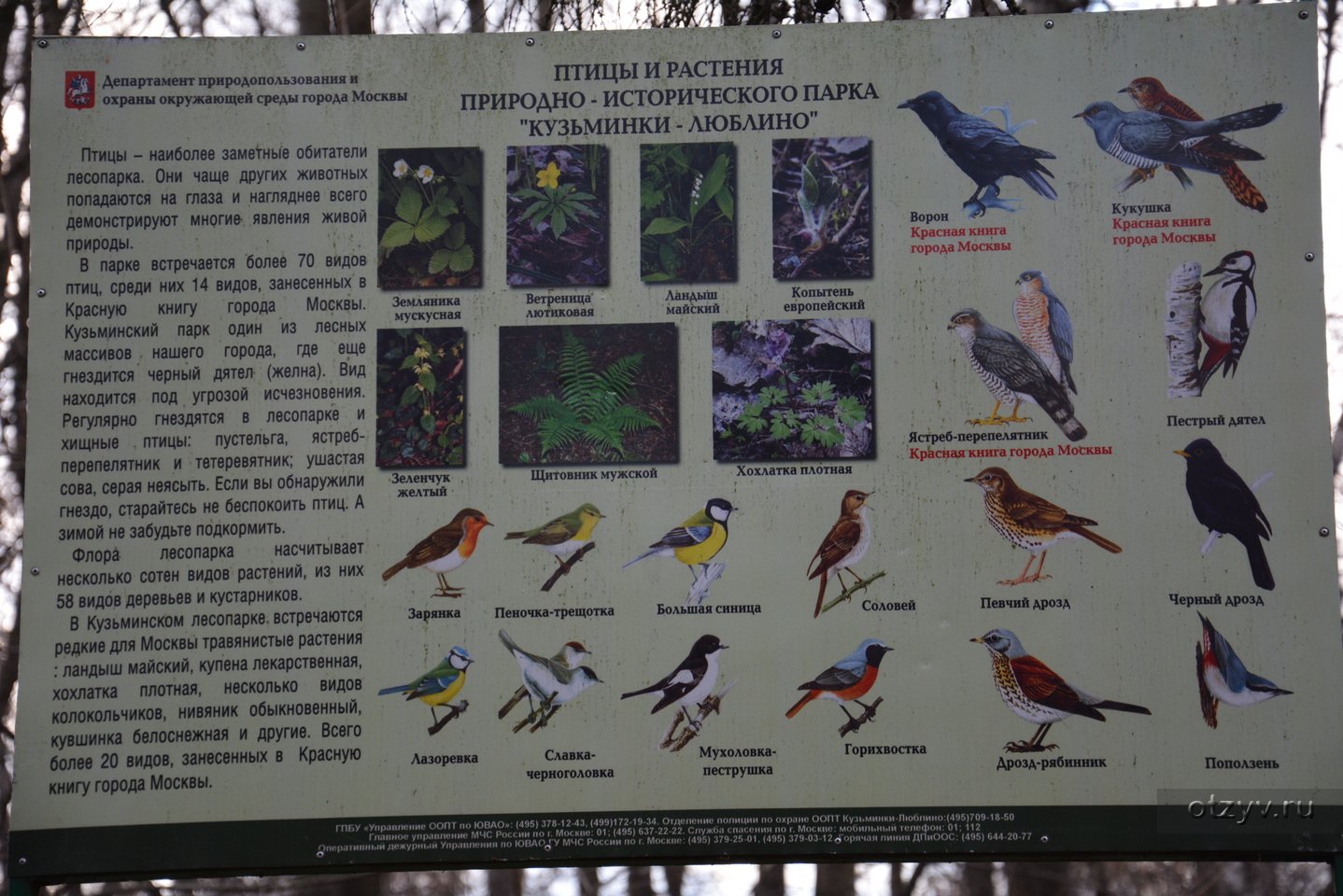птицы городских парков