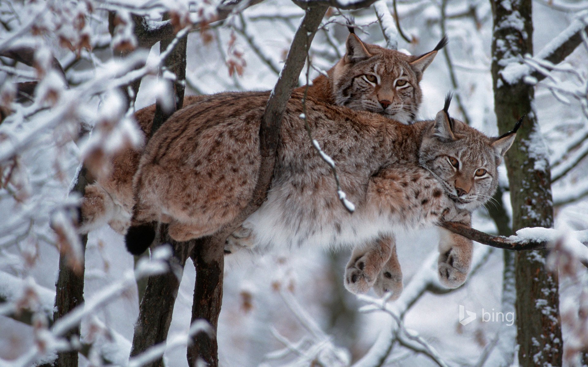 Город больших кошек