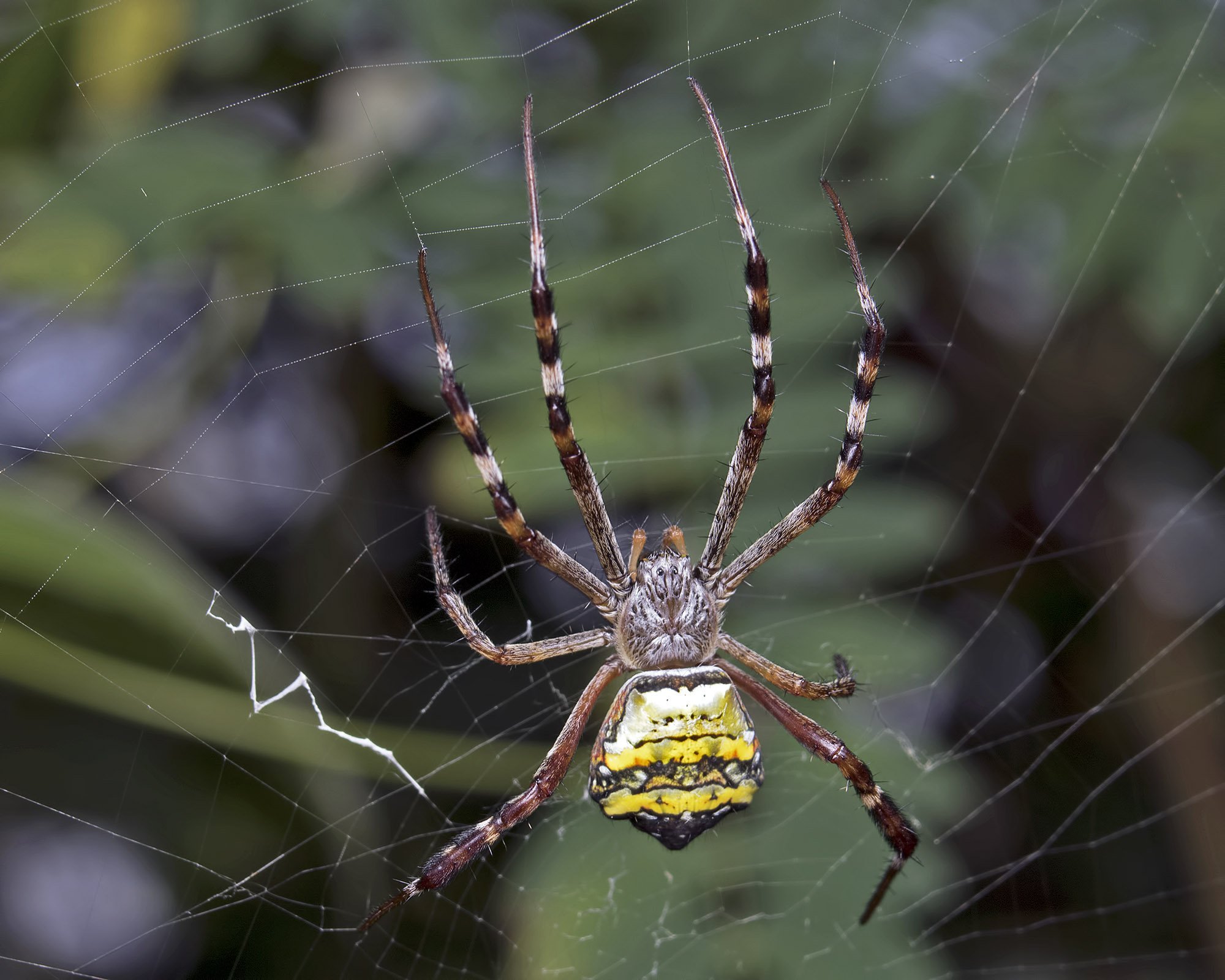 Фото пауков с названиями. Обыкновенный крестовик - Araneus diadematus. Паук Аргиопа Подмосковье. Паук Аргиопа Кубань. Тарантул Аргиопа дольчатая.