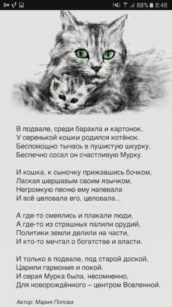 Песня жили котята. Стих про кошку. Стишки про кошек. Стих про кошечку. Стихи про котят.