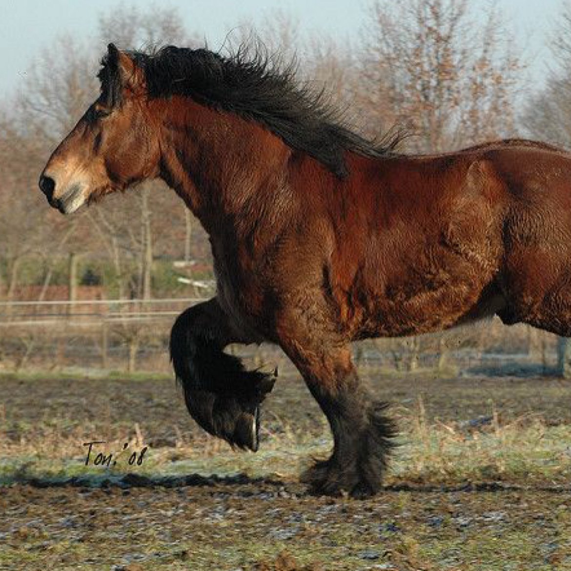 Орловский тяжеловоз