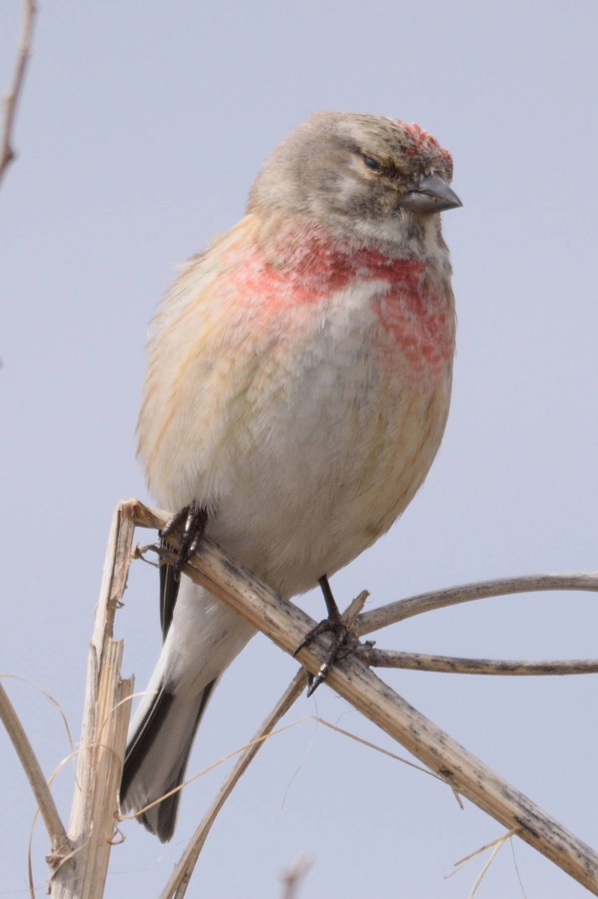 Птички с розовой грудкой фото