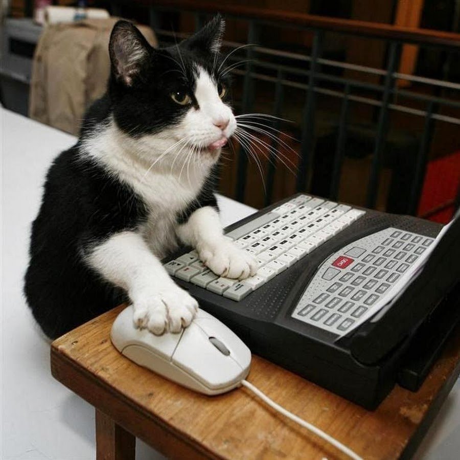 Кошка За Компьютером