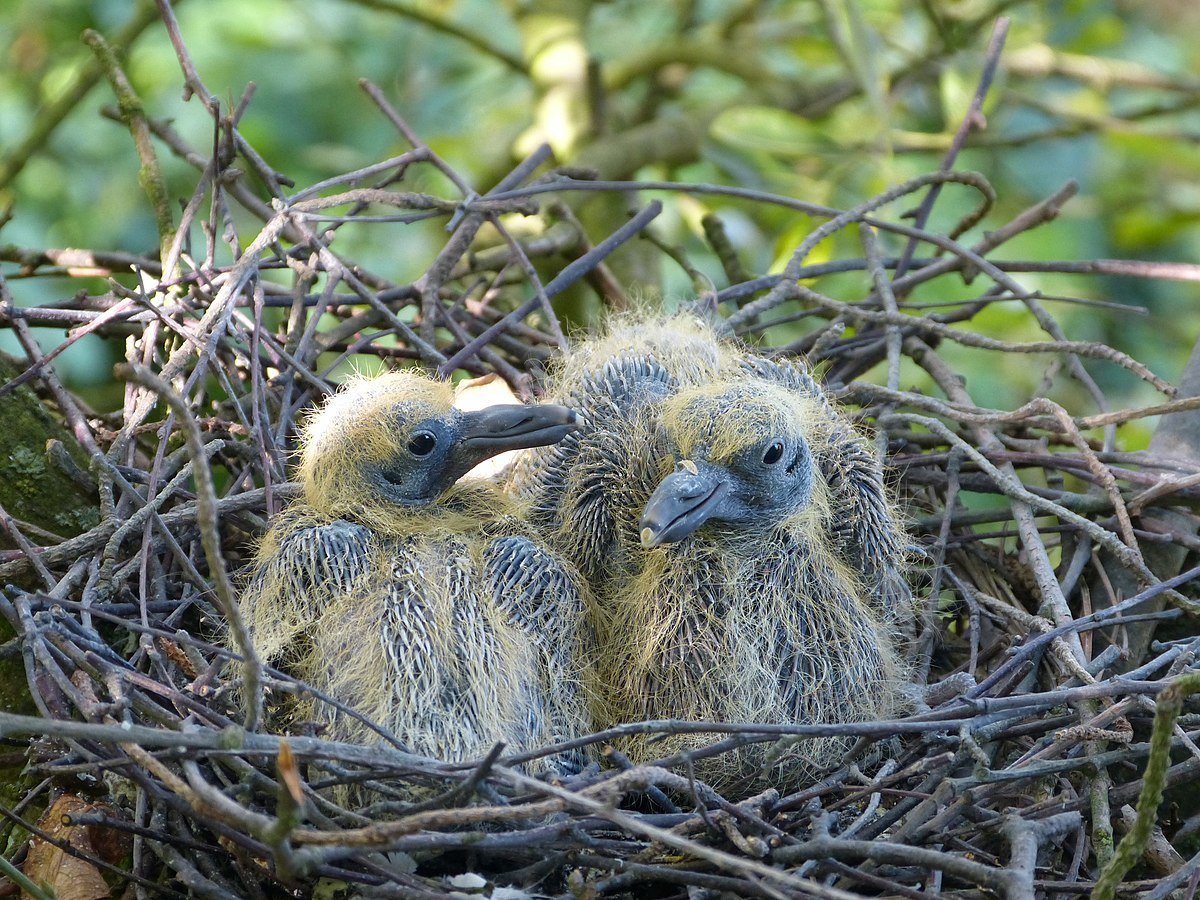 Фото птиц с птенцами