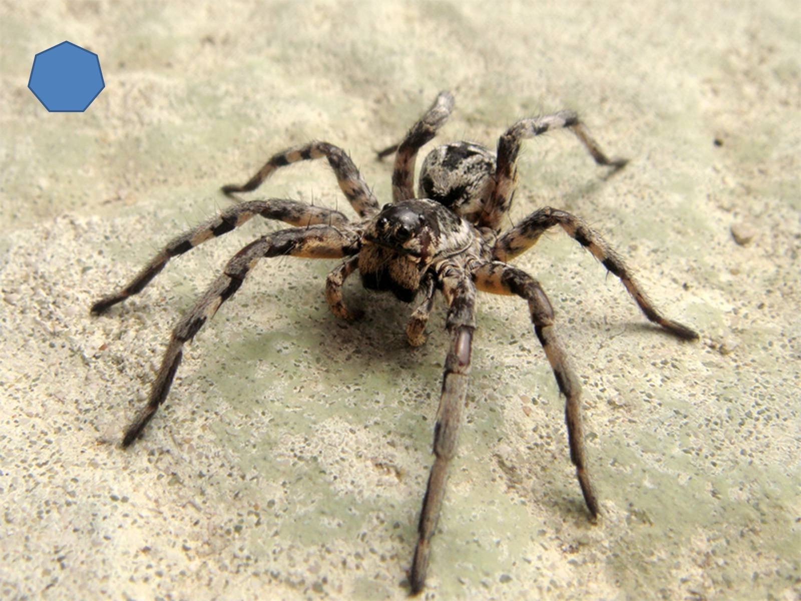 Пауки фото описание. Тарантул Lycosa Narbonensis. Апулийский Тарантул. Паук Ликоза. Паук Тарантул в Воронежской области.