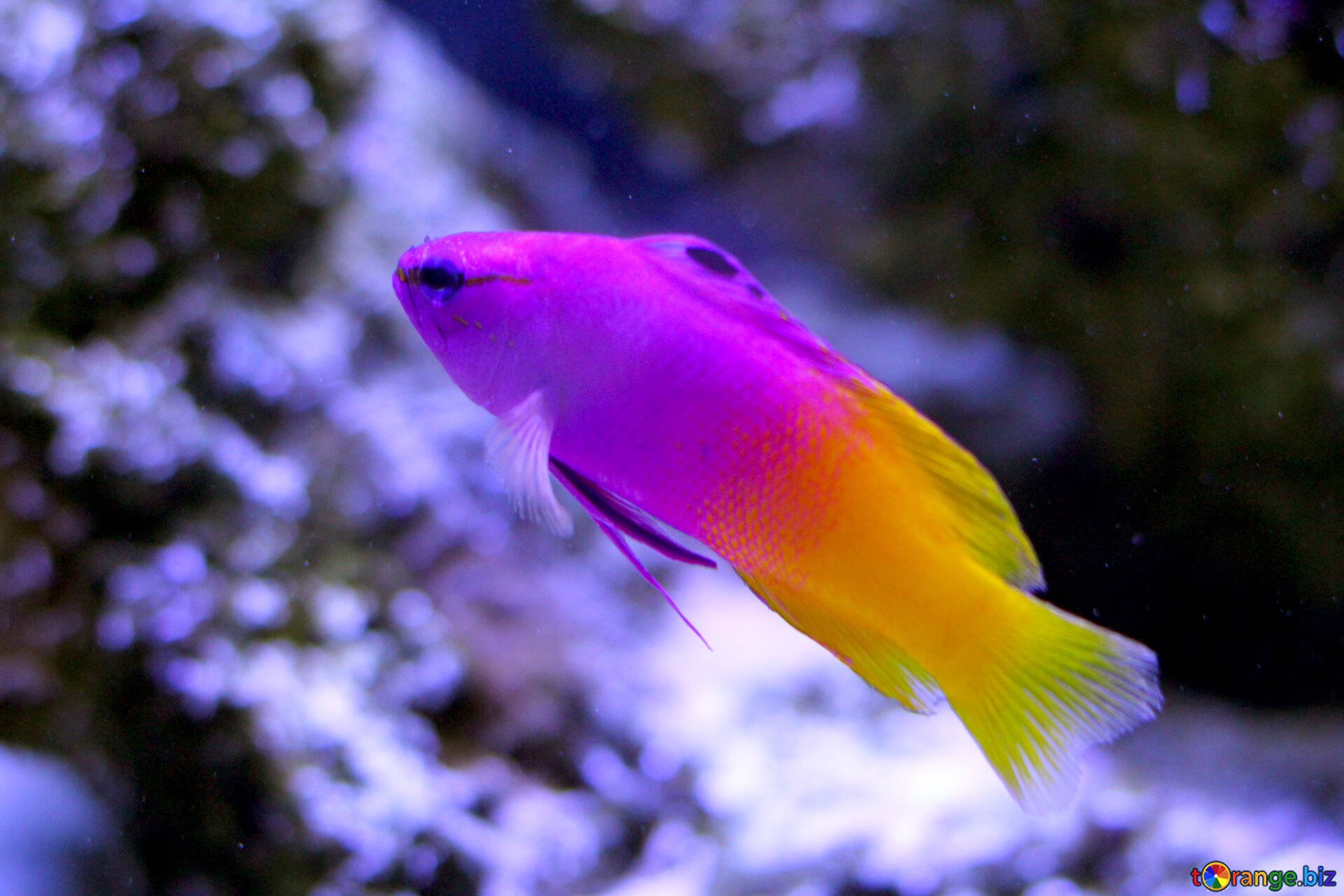 Рыбка фиолетовый