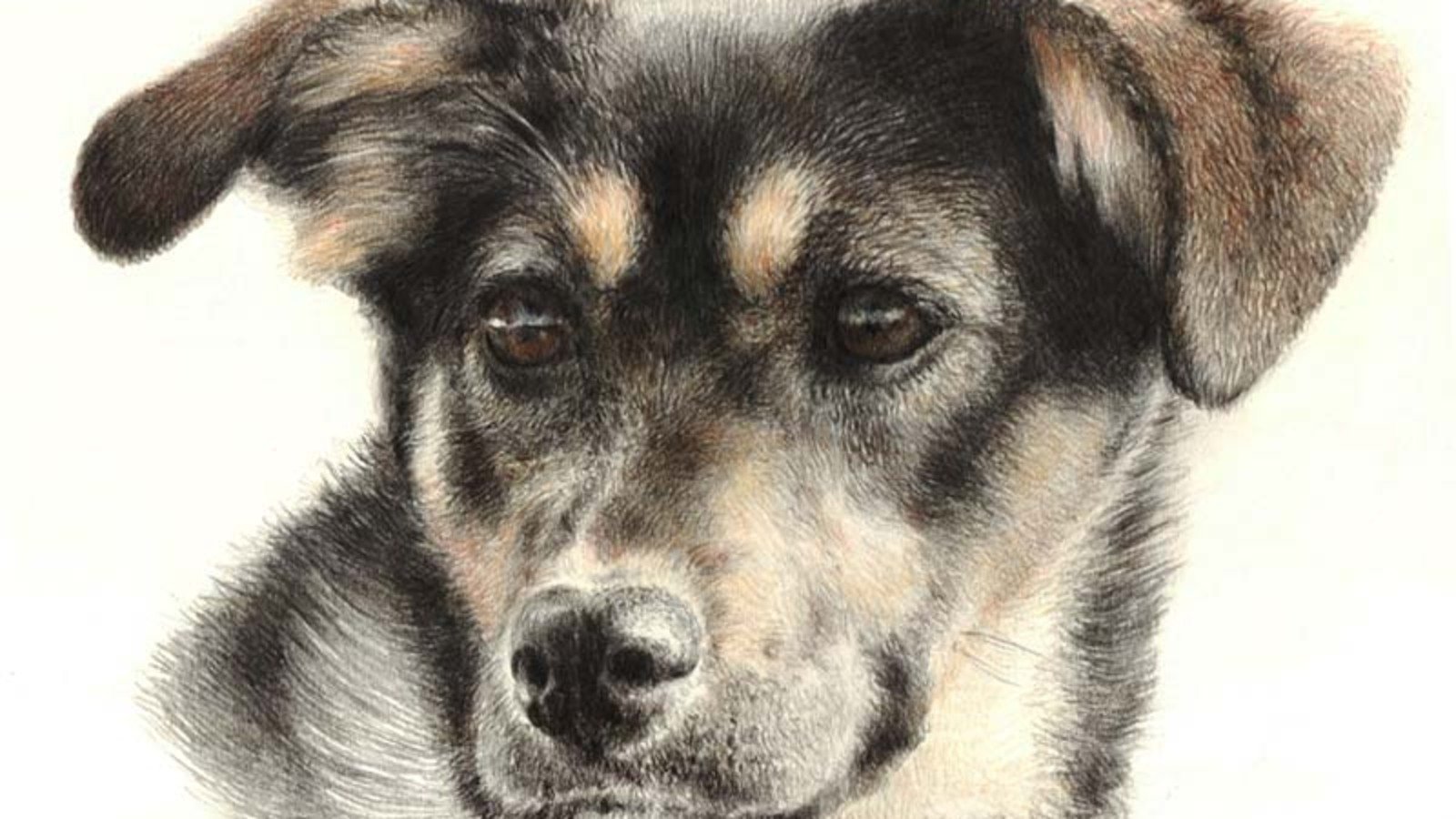 Собака дворняжка рисунок