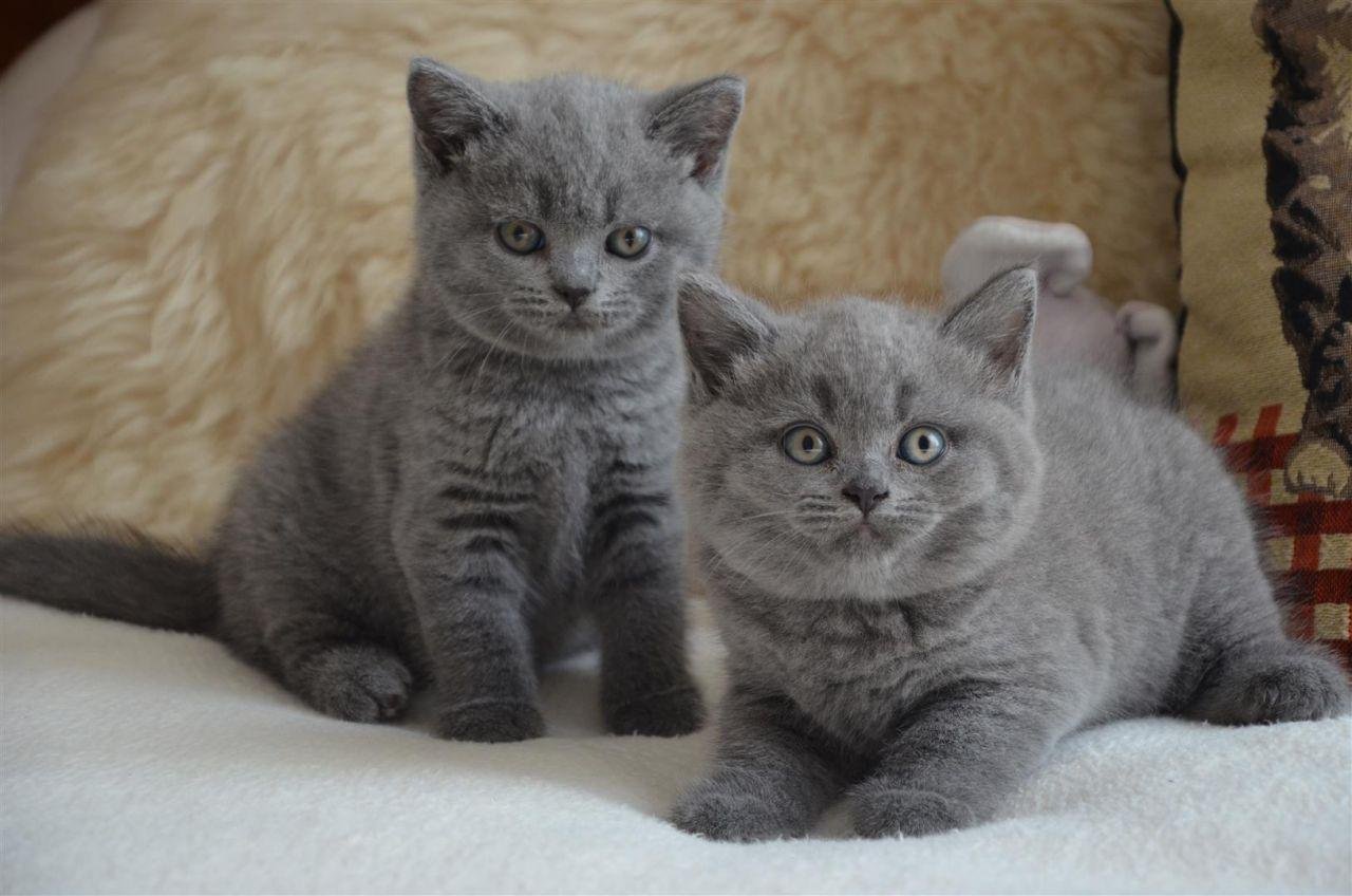 Фото британских котят. British Shorthair Yavru. Британские котята серые. Скоттиш страйт дымчатый. Кот голубой британец короткошерстный мраморный.