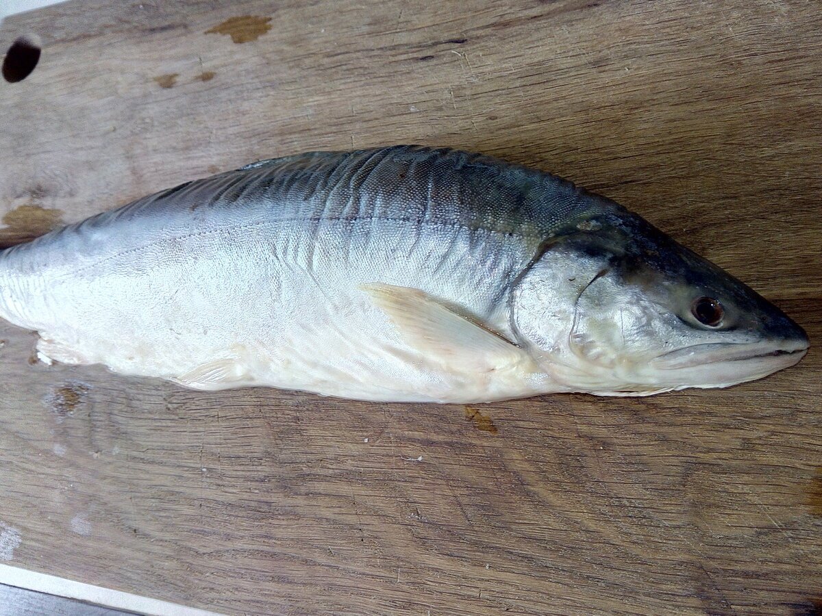 Рыба без чешуи название