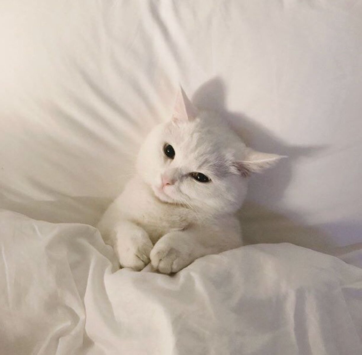 белый котенок картинки