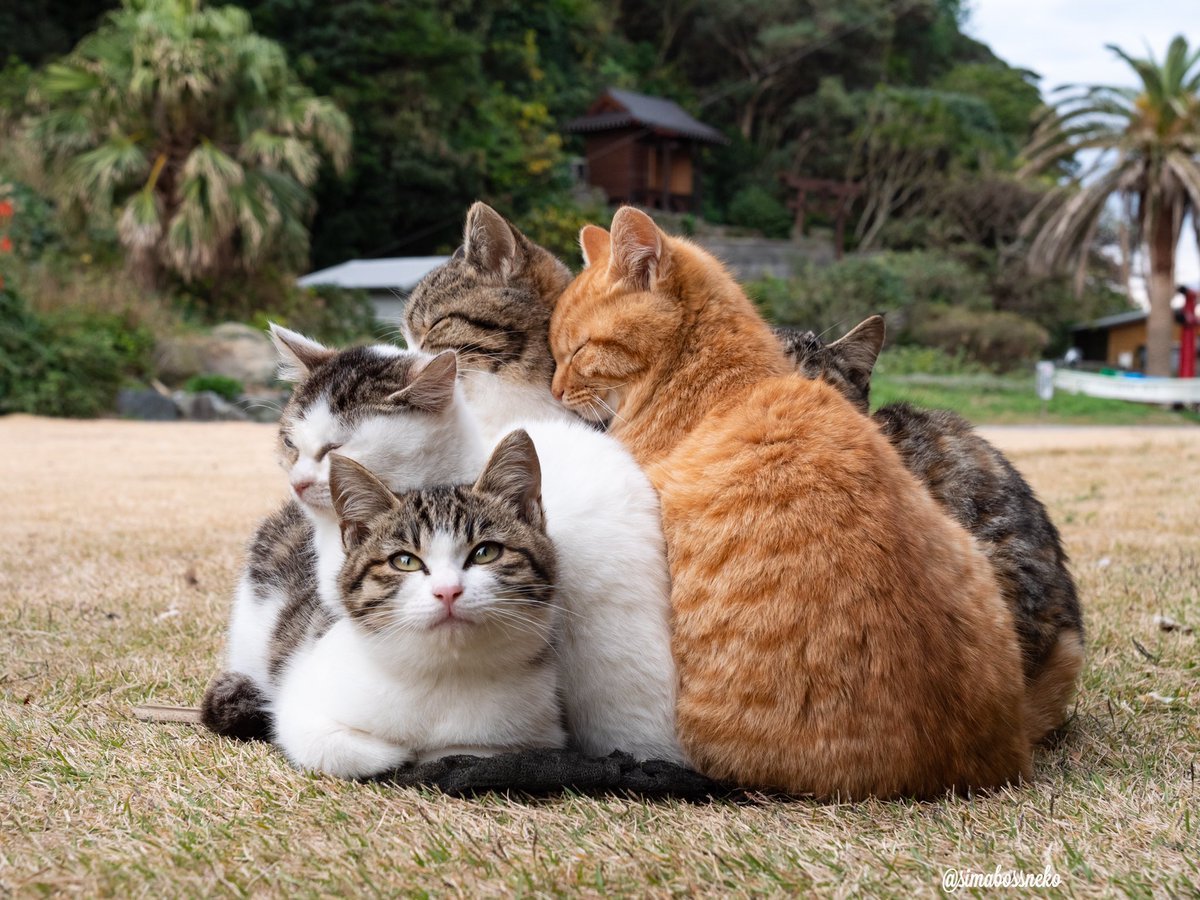 Включи где коты говорят. Кошачья семейка. Смешные коты.