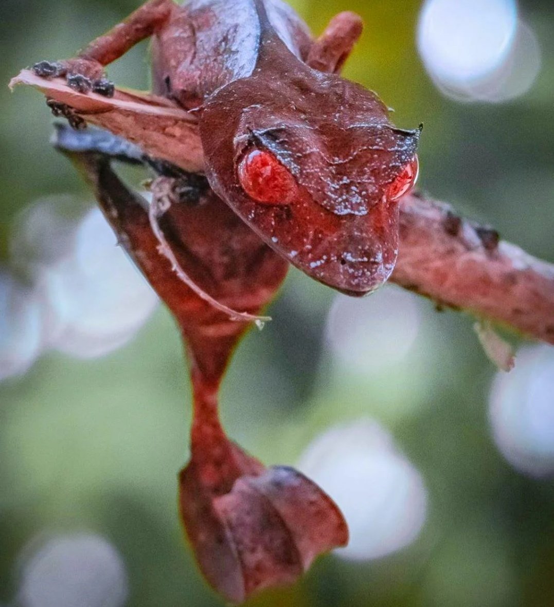 Сатанинский листохвостый геккон