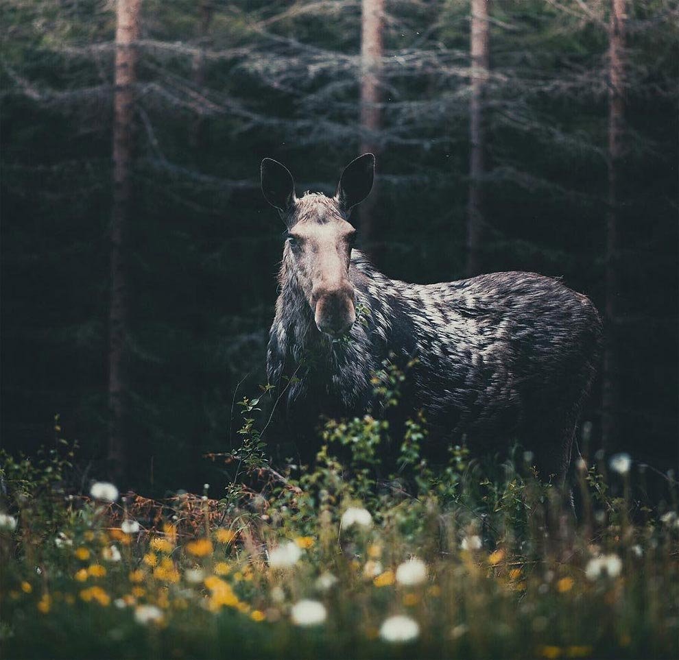 Фотограф Конста Пункка