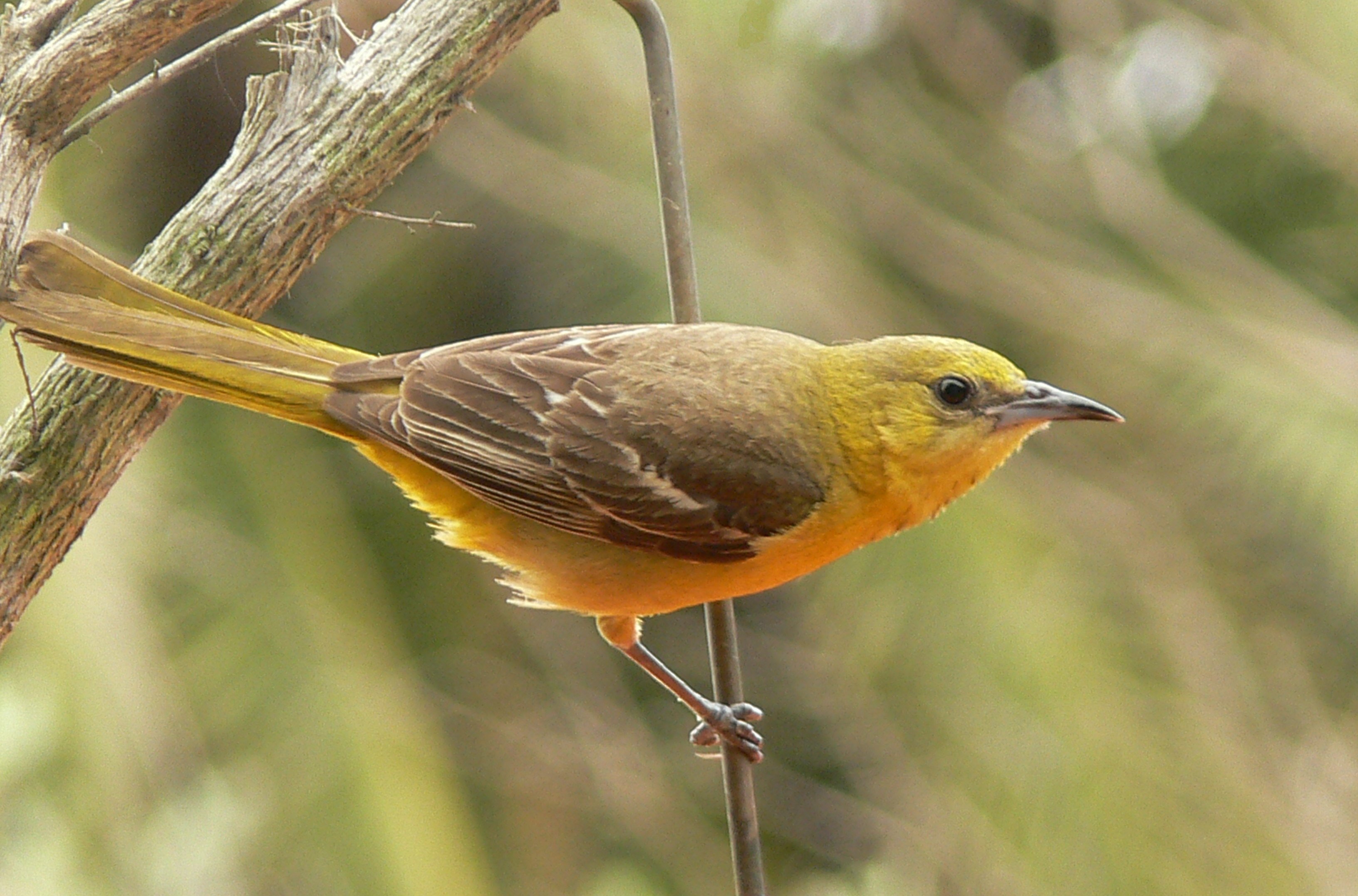 Птичька. Icterus cucullatus). Птица с желтым хвостом. Птичка с желтым хвостиком. Желтая птичка с длинным хвостом.