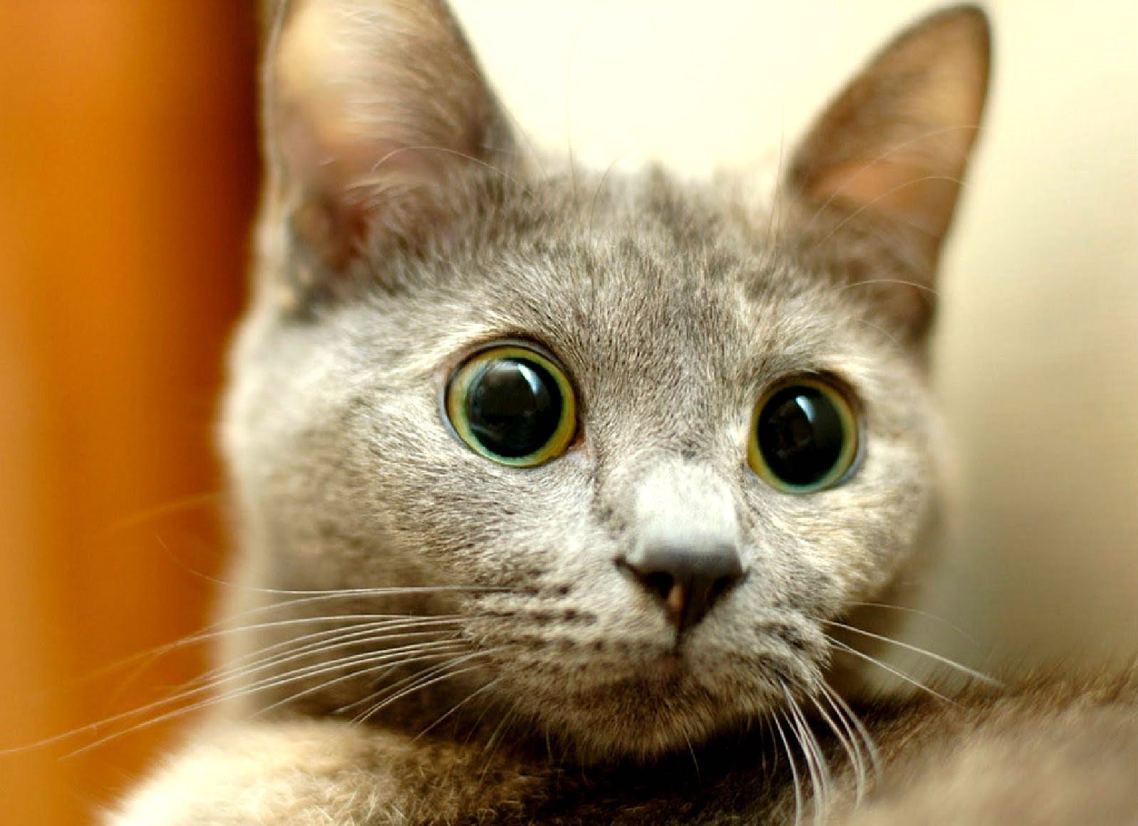 Кошка с выпученными глазами