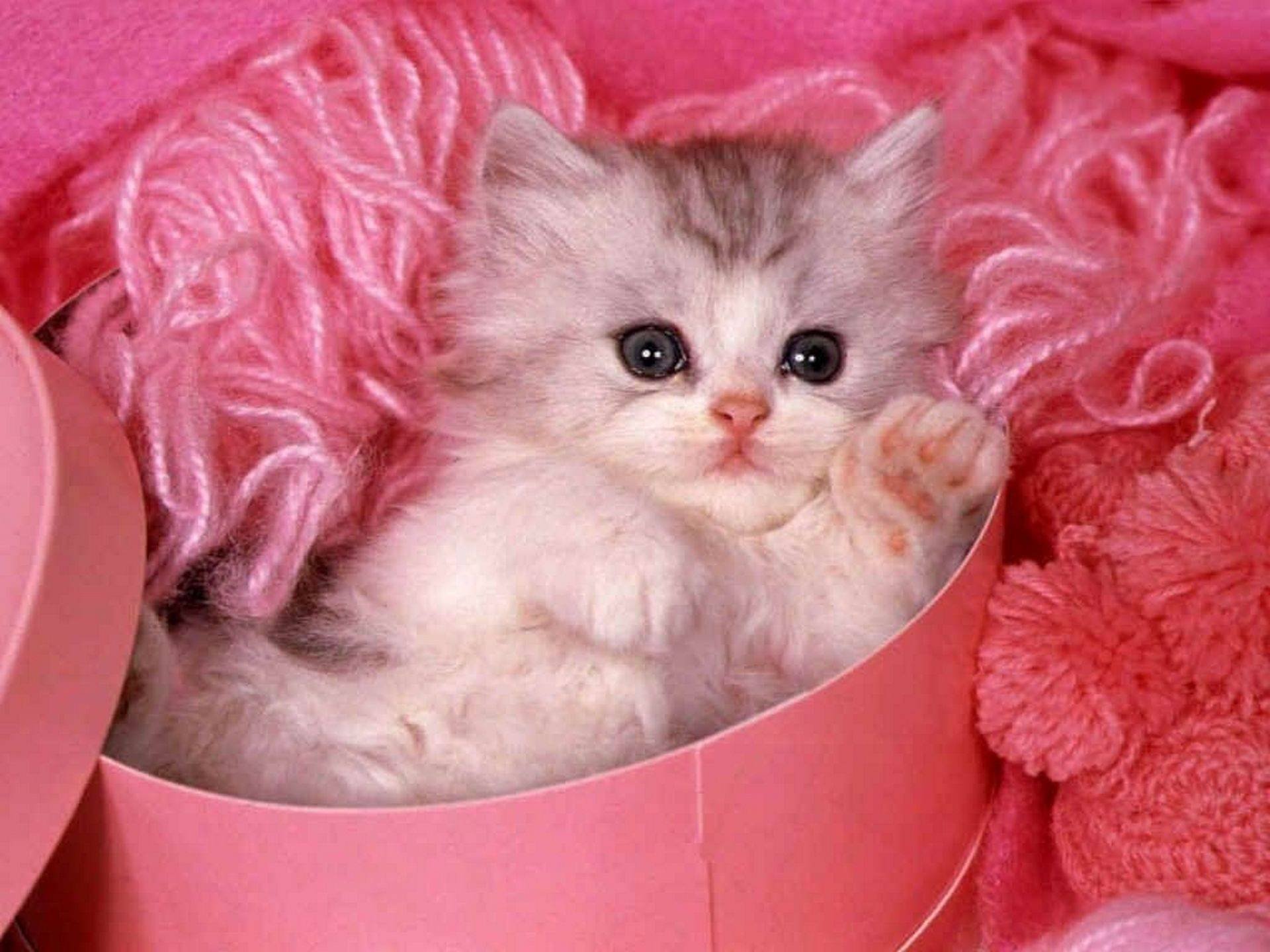 Розовые пушистые котята