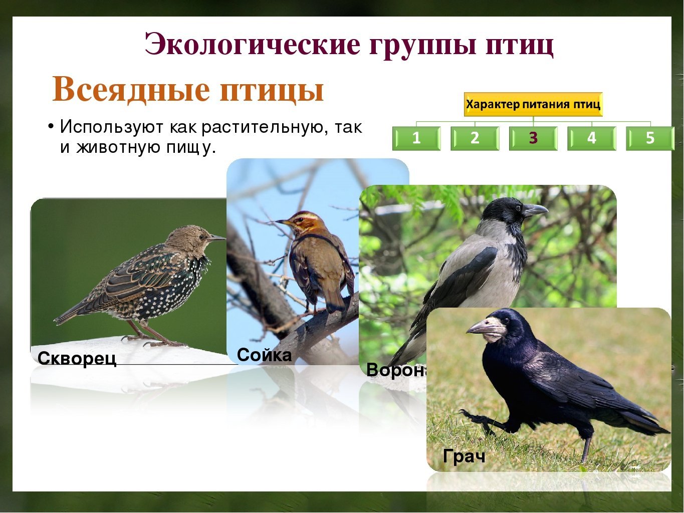 группы птиц картинки