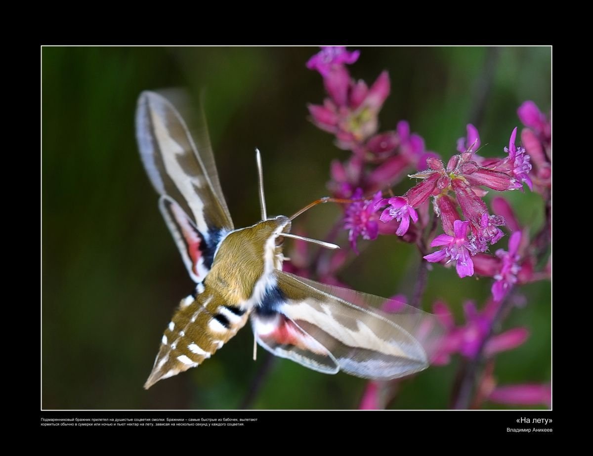 бабочка колибри бражник фото