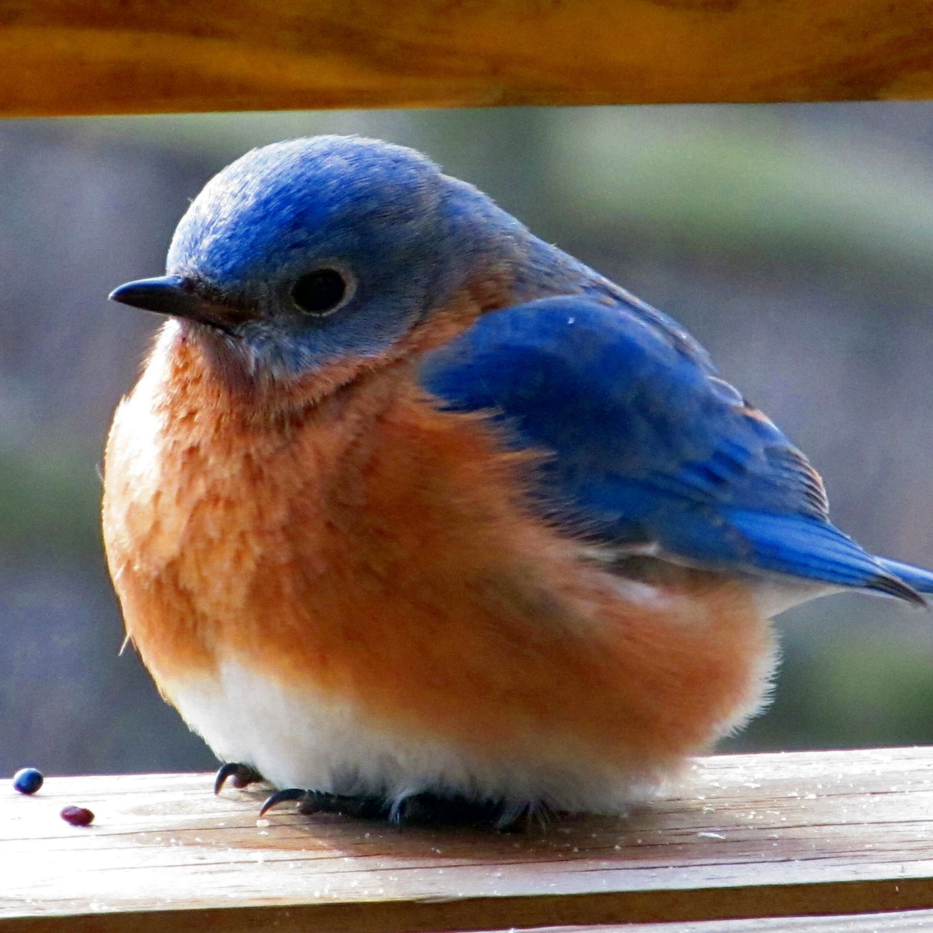 Bluebird. Голубая маленькая птичка. Птичка синешейка. Голубые маленькие птицы. Птица с голубым животиком.