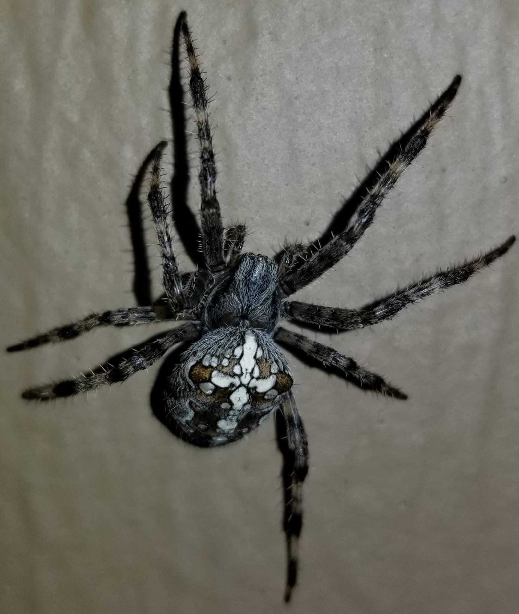 белый паук в подмосковье фото