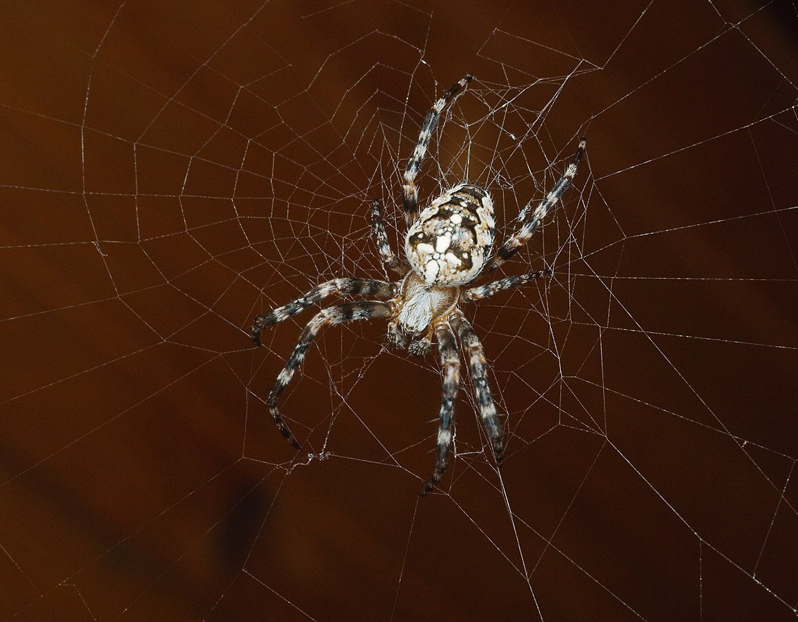 Паук год выпуска. Паук крестовик белый. Araneus diadematus - крестовик. Паук коричневый крестовик. Паук крестовик серый.