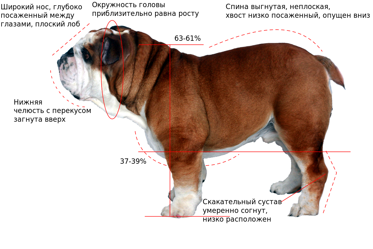 Где находится бульдог. Стандарт английского бульдога РКФ. Уши английского бульдога стандарт. Английский бульдог сбоку. Стандарты породы щенки английского бульдога.
