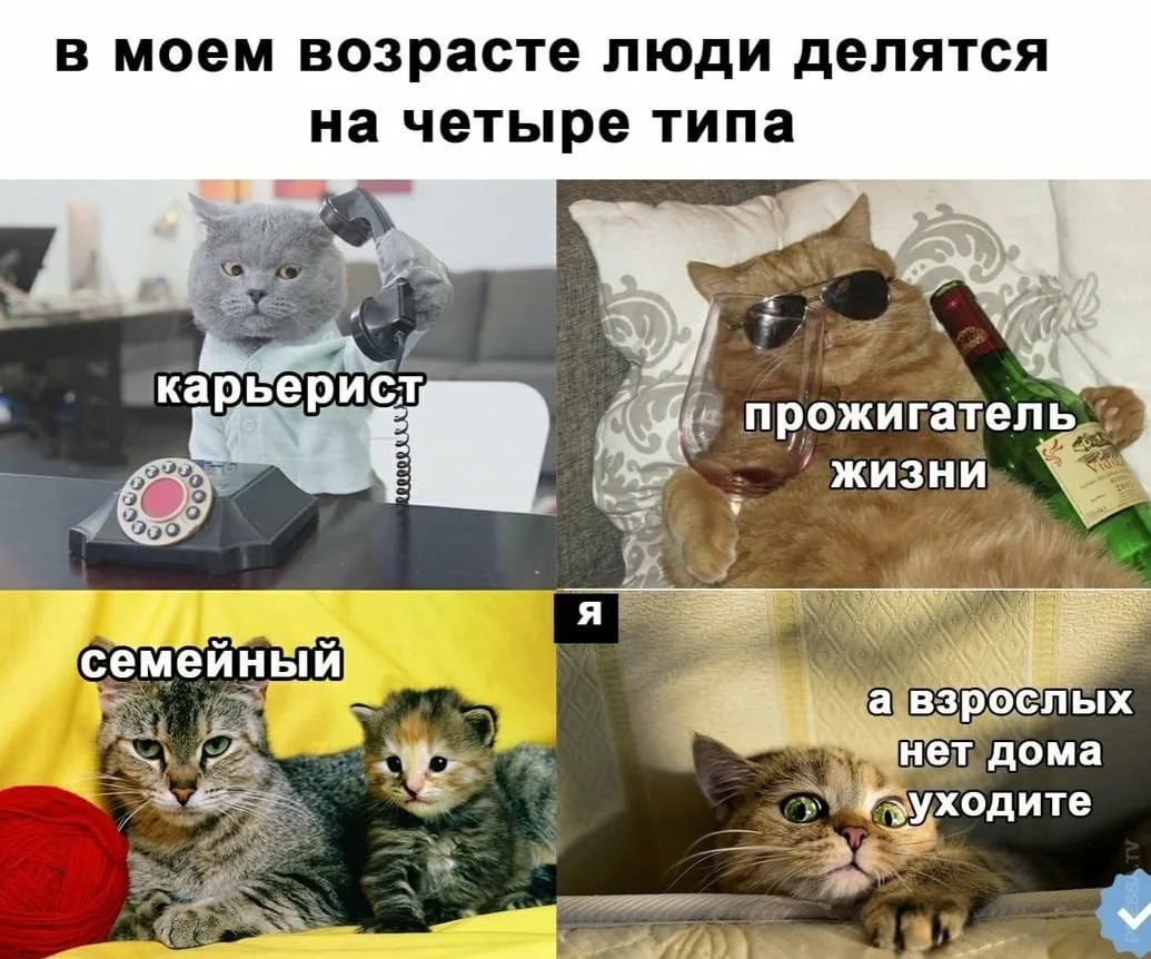 Мемы с котами