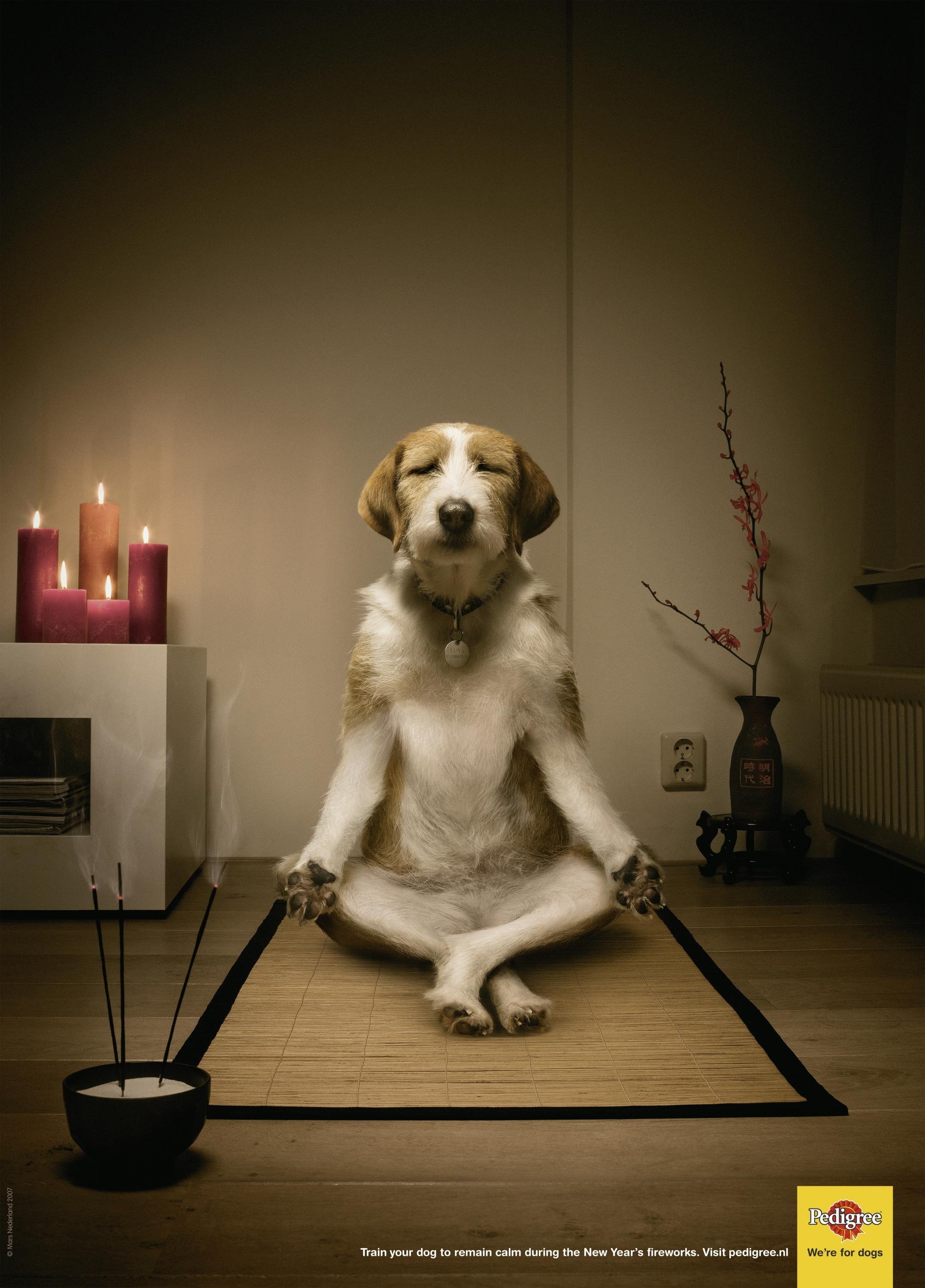 Собака медитирует
