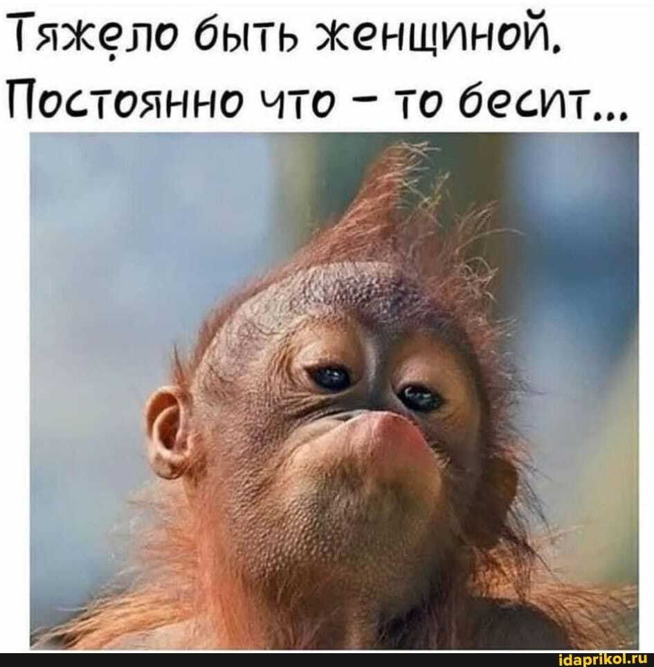 Прикольные обезьяны