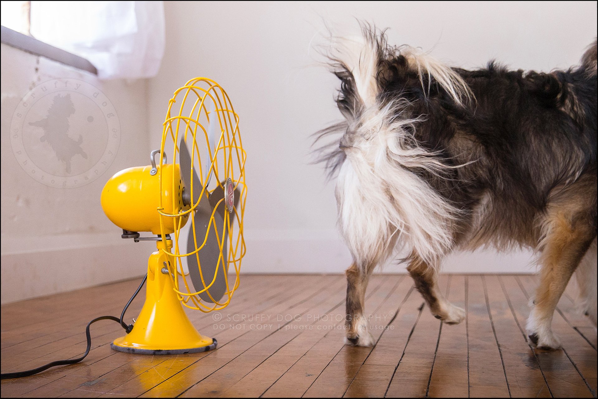 Собака и вентилятор