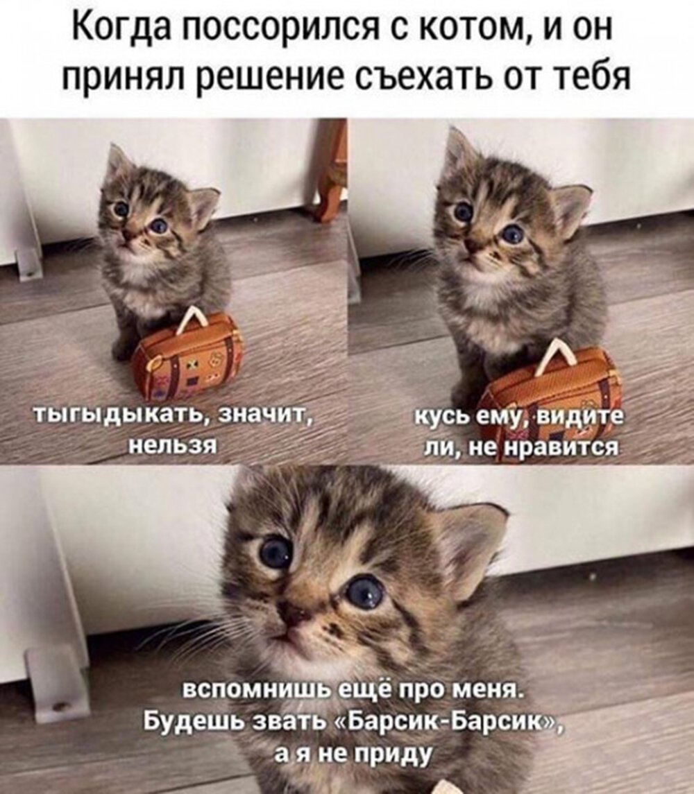 Кот Мем