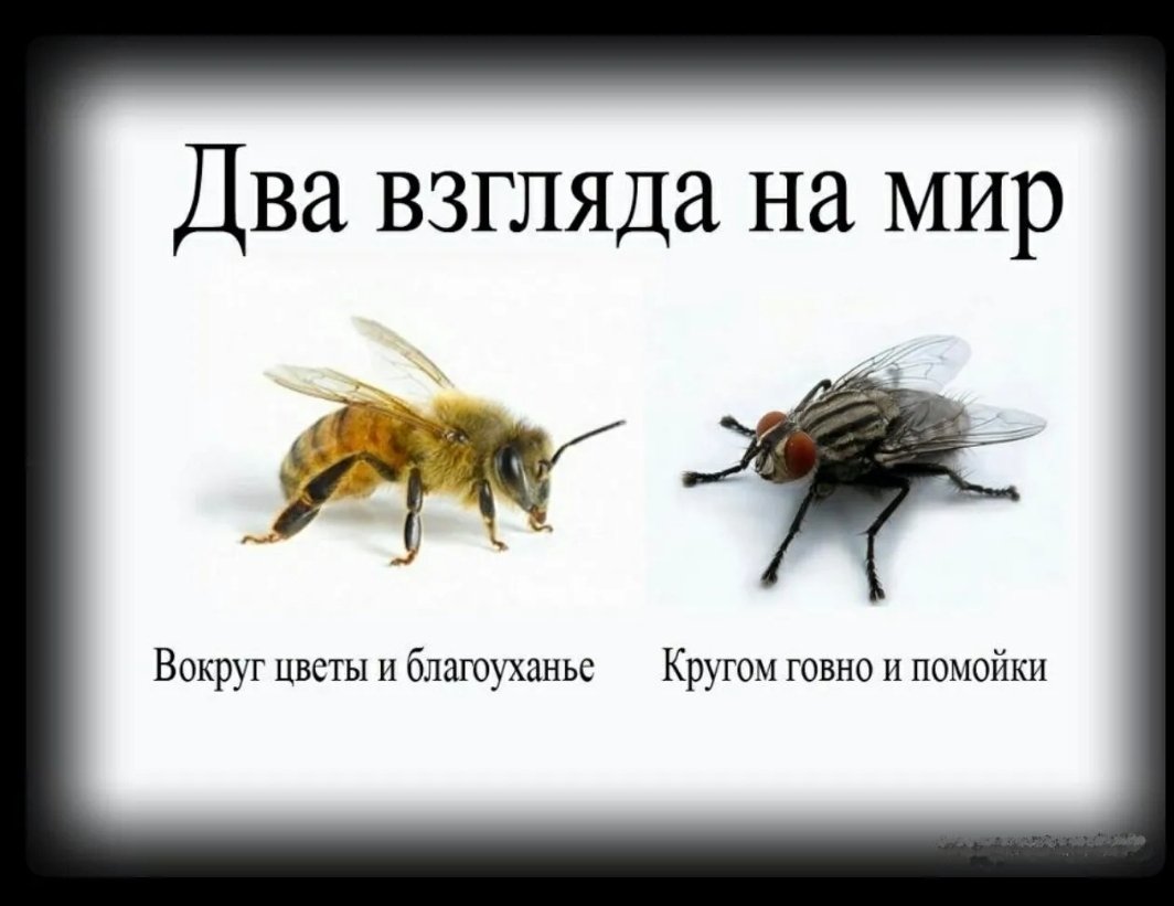 Два взгляда на жизнь пчела и Муха