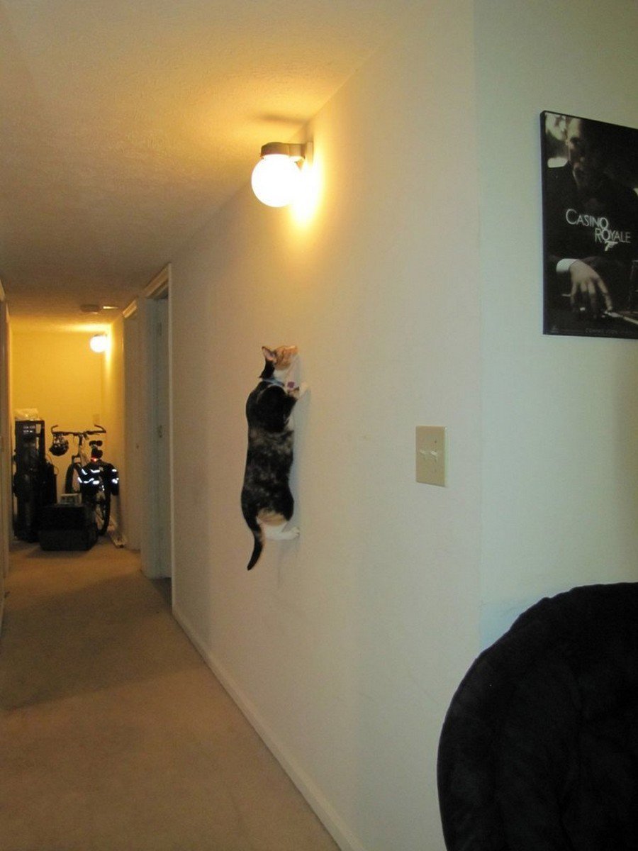 Коты и натяжные потолки