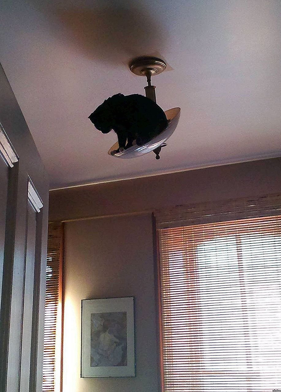 Кошки в подвесном потолке