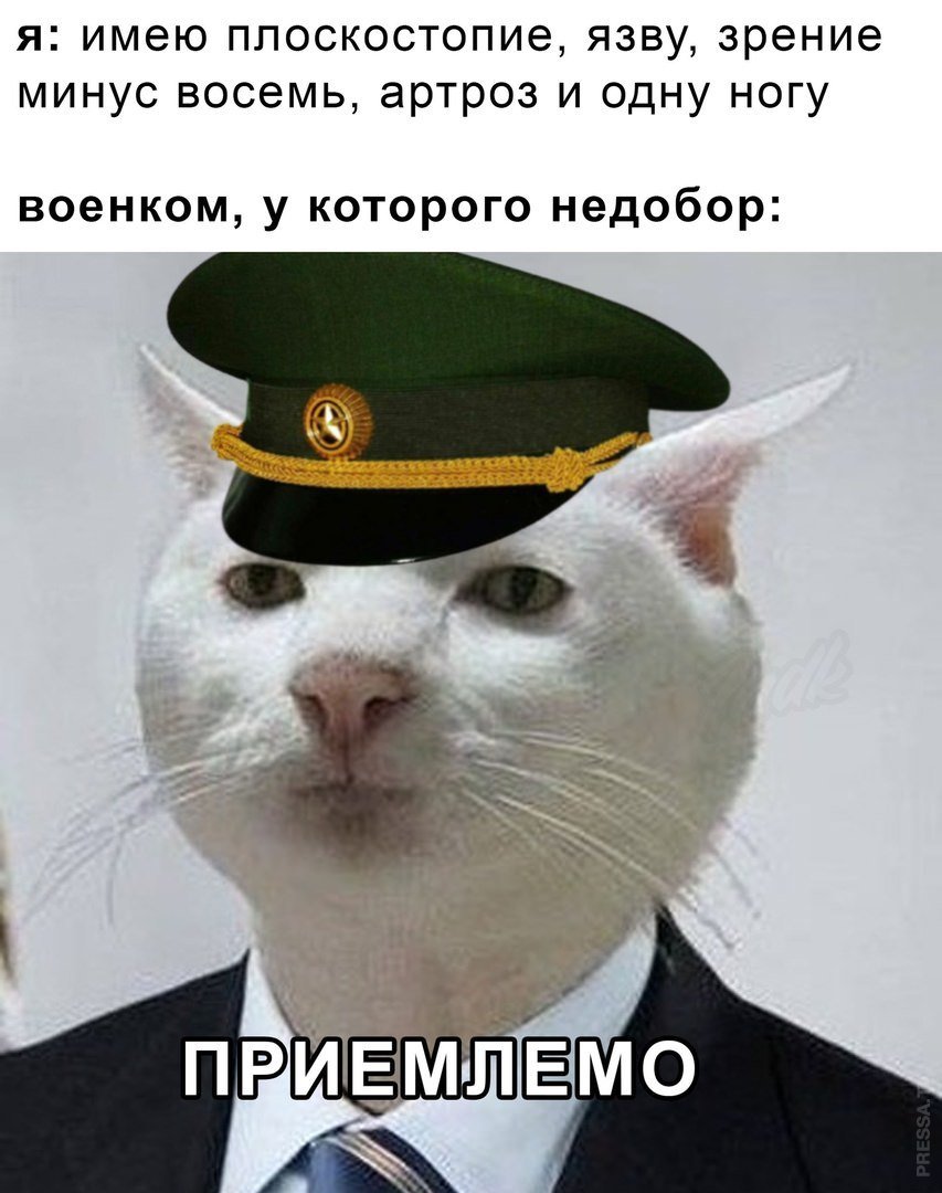 Приемлемо кот