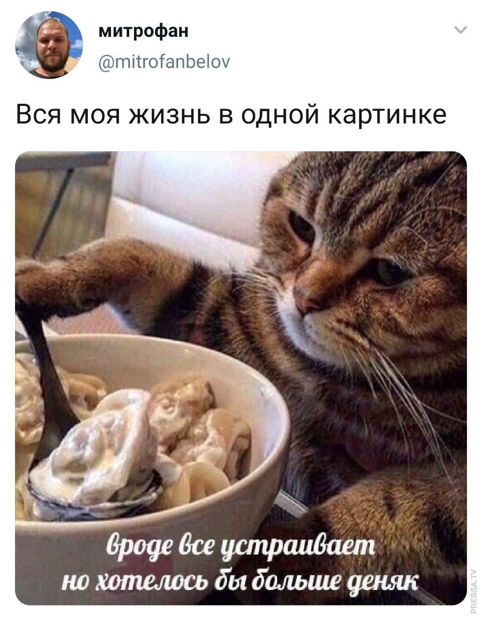 Кот пельмень