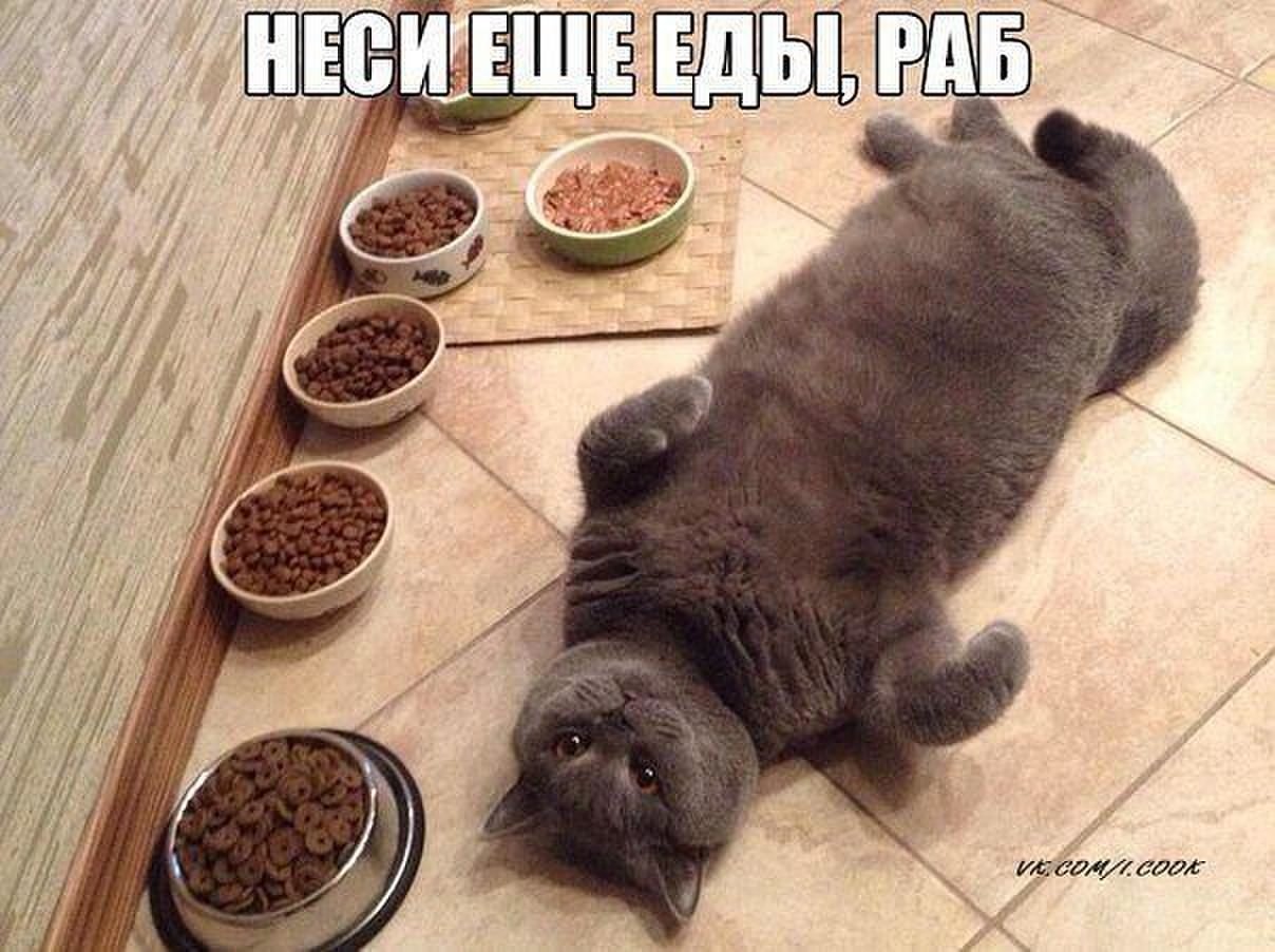 Кот ест прикол